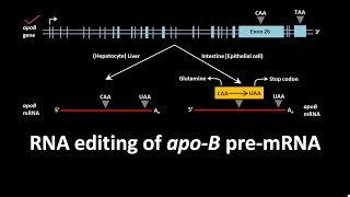 RNA editing of apoB pre mRNA [upl. by Ynetsed]