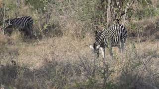 Ulusaba Lodge in 4K  Kruger Park  South Africa  Animal Sightings  7 September 2023 [upl. by Elodia176]