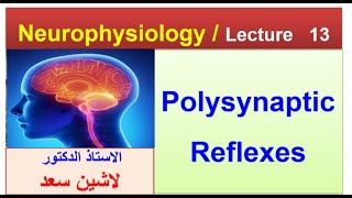 PhysiologyNeurophysiologyLecture 13Polynaptic reflexesFlexion withdrawal reflexLashin دلاشين [upl. by Nyleikcaj]