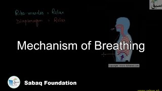 The Mechanism of Breathing Biology Lecture  Sabaqpk [upl. by Coryden]