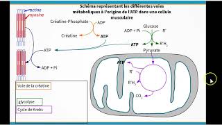 La production dATP dans une cellule musculaire [upl. by Dasteel676]