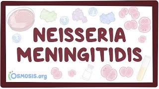 Neisseria meningitidis  an Osmosis Preview [upl. by Anelys]