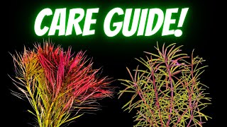 Pogostemon Stellatus Care Guide Propagation and Everything You Need To Know  Hight Tech Plant [upl. by Liebman600]