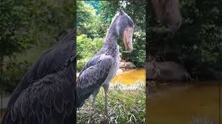 Picozapato Balaeniceps rex La Increíble Ave Africana que Quizás Aún No Conozcas [upl. by Bravar]