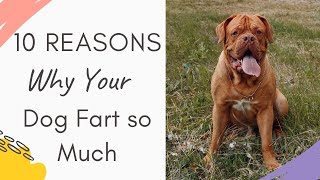 Dogs Scared Of Their Own Farts Funny Reactions [upl. by Orose]