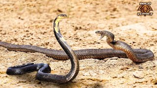 Black Mamba vs King Cobra  The Final Verdict 2022 [upl. by Annim]