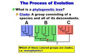 Macroevolution  Phylogenetic Tree  Clade  Monophyletic  Paraphyletic  Polyphyletic [upl. by Nylecaj]