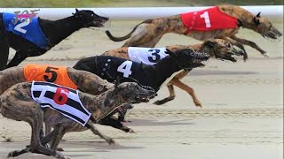 Dog race  Greyhounds race [upl. by Ruamaj393]