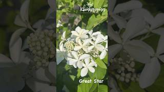 Hydrangea Paniculata Great Star [upl. by Aurora]