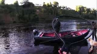 Salmon Fishing Scotland Salmon Autumn Spinning Action from the Tay Perthshire Scotland 2012 [upl. by Erl363]