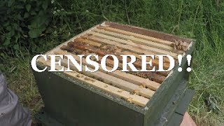 New UK Beekeeper Blog 5  I Got Stung [upl. by Seften]