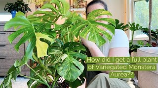 MY NEW PLANT Variegated Monstera Aurea  DIY moss pole  Massive propagation dividing amp repotting [upl. by Teloiv]