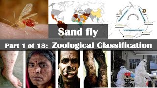 Sand fly Zoological Classification [upl. by Rhyner]