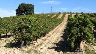 Cuatro rutas del vino en Valladolid con un objetivo común [upl. by Attenwahs]