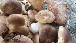 Recolectando setas de cardo Pleurotus eryngii [upl. by Yerdna556]