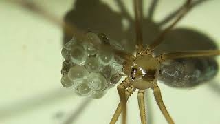 Pholcus phalangioides con ovisacco 3 parte [upl. by Sperling329]