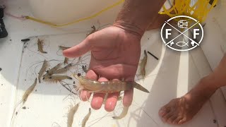 Deep Hole Shrimping Near Edisto Beach [upl. by Akirea498]