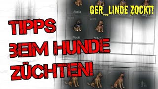 Hinweise und Tips zum Hunde Züchten  Kreuzen Last Day on Earth Survival DeutschGerman [upl. by Sorgalim427]