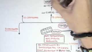 Part II  Aracidonic Acid Metabolites [upl. by Aisatna]