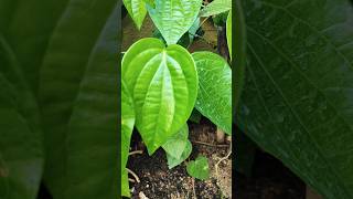 తమలపాకు తీగ  beetle leaf 🌿  yt shorts  plz subscribe 🙏 [upl. by Gavra480]