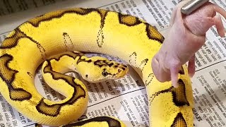 Ball Python Feeding Gone Wrong [upl. by Lap]