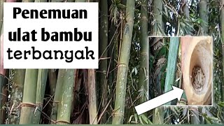 Penemuan Sarang Ulat Bambu Terbanyak [upl. by Radu]