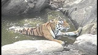 Tiger  Panthera tigris  in water pool during hot dry summer [upl. by Abehs]