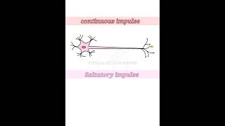 Which is Faster  Saltatory or Continuous Conduction of Nerve Impulses [upl. by Favianus749]