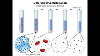 Subcellular Fractionation [upl. by Meras]