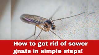 How to Get Rid of Sewer Gnats In Simple Steps [upl. by Rafter]