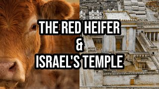 The Red Heifer amp Israels Temple [upl. by Pollerd363]