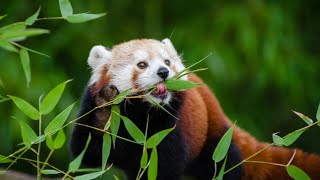 Red panda eating bamboo leaves at the zoo [upl. by Shellie]