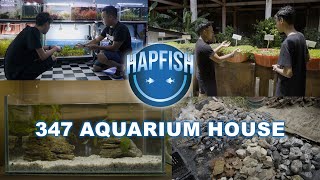 Evolving Your Aquatic Environment Emersed Plants Farm By 347 Aquarium House [upl. by Mcnalley647]