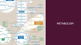 Metabolism  33  Phospholipids structure [upl. by Padraic]