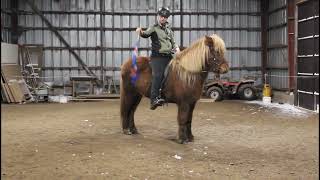 Gauti frá Langhúsum  Icelandic horse gelding for sale [upl. by Aelber707]