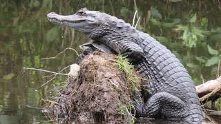 Virtual field trip to Cuyabeno Nature Reserve Ecuador Amazon Rain Forest [upl. by Yrem]