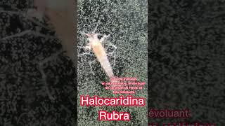 Halocaridina Rubra  Floraquatic [upl. by Neelram836]