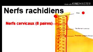 Système nerveux central partie cour 1 [upl. by Noletta]