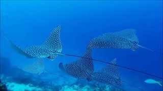 Eagle Rays at Punta Sur Sur Cozumel [upl. by Mal]