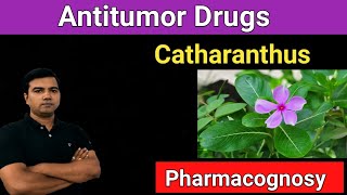 Antitumor Drugs Catheranthus Pharmacology [upl. by Eudo602]