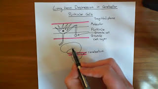 The Cerebellum and Motor Learning Part 1 [upl. by Thay978]