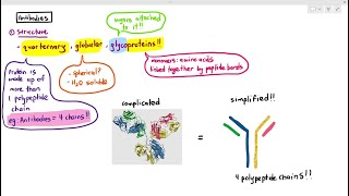 116 Antibodies Cambridge AS A Level Biology 9700 [upl. by Brittne]