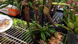 Repotting My Nepenthes Carnivorous Pitcher plant Nepenthes care and culture tips in the greenhouse [upl. by Hamlin796]