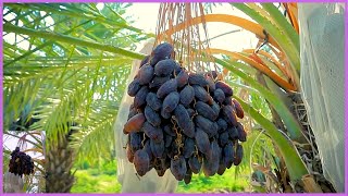 Modern Dates Palm Organic Farming  Dates Palm Harvest Technology  Dates Farm And Processing [upl. by Heffron]