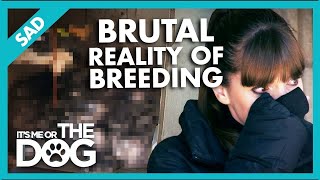 Victoria Uncovers the Reality of Dog Overbreeding🥺  Its Me or The Dog [upl. by Enenstein358]