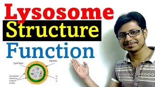 Lysosome structure and function [upl. by Ingalls]