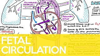 Fetal Circulation Ductus Venosus Foramen Ovale amp Ductus Arteriosus  Sarah Clifford Illustration [upl. by Filippo]