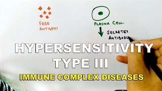 Hypersensitivity Type III or Immune Complex Diseases [upl. by Hartnett222]