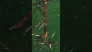 Lightning Strike On Tree [upl. by Shute]