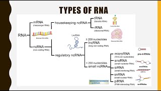 Structure Function and Types of RNA mRNA tRNA rRNAlncRNA miRNA siRNA snoRNA snRNA piRNA [upl. by Anyl]